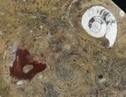 -/ Fossil Orthoceras & Goniatite Plate - Stoneware #40544-1